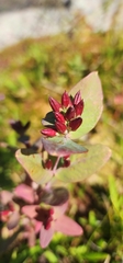 Hypericum fraseri