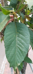 Citharexylum subflavescens