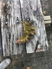 Ceratophyllum demersum