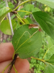Stigmella catharticella