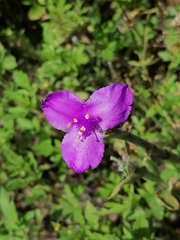Tradescantia crassifolia