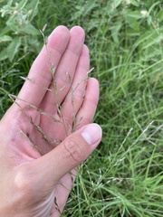 Eragrostis