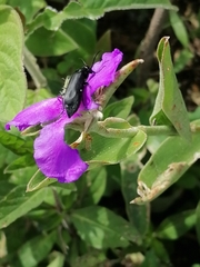 Tradescantia crassifolia