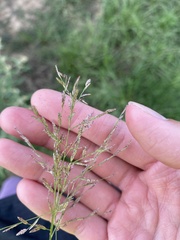 Eragrostis