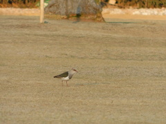 Vanellus resplendens