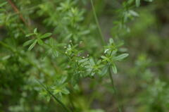 Galium mollugo