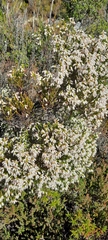 Erica lutea