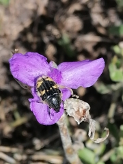 Tradescantia crassifolia