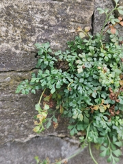 Asplenium ruta-muraria
