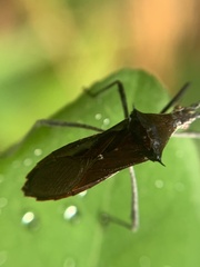 Chariesterus antennator