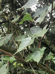 Acer morrisonense