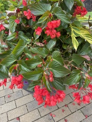 Begonia