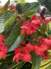 Begonia