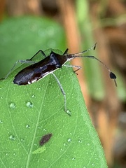 Chariesterus antennator