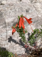 Epilobium canum