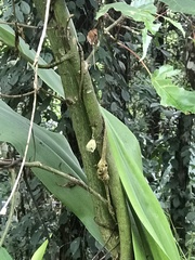Acer morrisonense