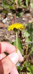 Taraxacum
