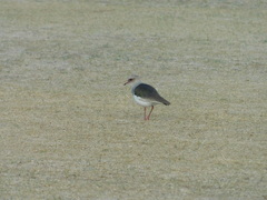Vanellus resplendens