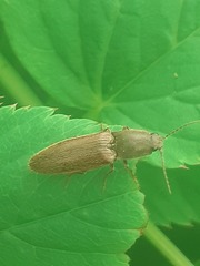 Athous haemorrhoidalis