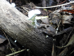 Tetrapyrgos nigripes