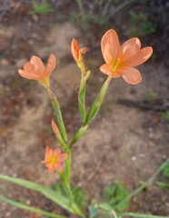 Moraea miniata