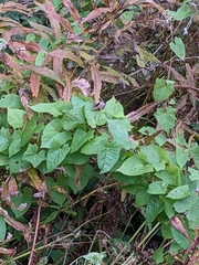 Calystegia sepium