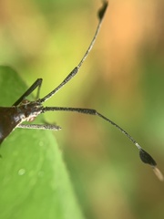 Chariesterus antennator