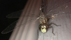 Aeshna tuberculifera