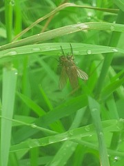 Empis