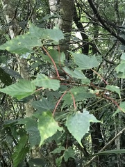 Acer morrisonense