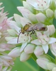 Augochlorella aurata
