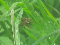 Empis
