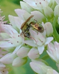 Augochlorella aurata
