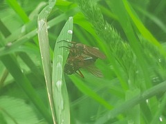 Empis