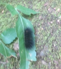 Hypercompe scribonia