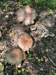 Stropharia rugosoannulata