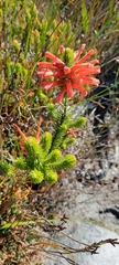 Erica abietina