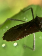 Chariesterus antennator