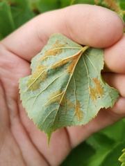 Eriophyes exilis
