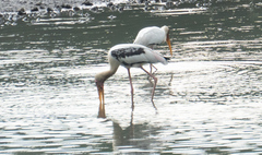 Mycteria leucocephala