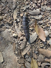 Xylophanes falco