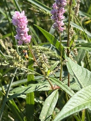 Persicaria