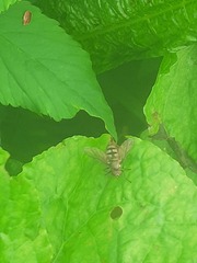 Portevinia maculata