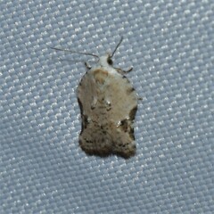 Acleris subnivana