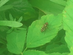 Portevinia maculata