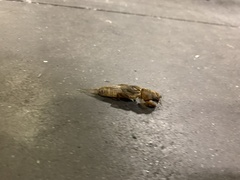 Neocurtilla