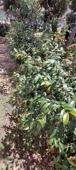 Syzygium paniculatum