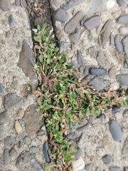 Polygonum arenastrum