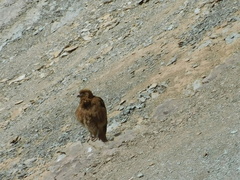 Daptrius megalopterus