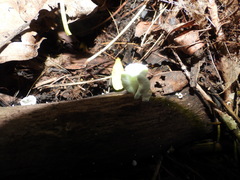 Tetrapyrgos nigripes